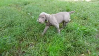 GREY GIRL/Ivanka, a female Weimaraner for sale in Las Vegas, NV – Photo 8 of 10