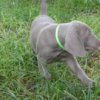 GREY GIRL/Ivanka, a female Weimaraner for sale in Las Vegas, NV – Photo 3 of 10