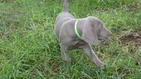 GREY GIRL/Ivanka, a female Weimaraner for sale in Las Vegas, NV – Photo 3 of 10