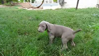 GREY GIRL/Ivanka, a female Weimaraner for sale in Las Vegas, NV – Photo 5 of 10