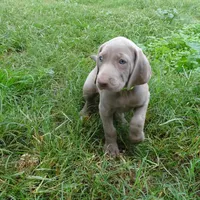 GREY GIRL/Ivanka, a female Weimaraner for sale in Las Vegas, NV – Photo 6 of 10