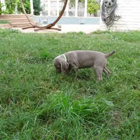 GREY GIRL/Ivanka, a female Weimaraner for sale in Las Vegas, NV – Photo 9 of 10