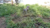 BLUE BOY/ELENA, a male Weimaraner for sale in Las Vegas, NV – 2 of 9
