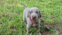 PINKY GIRL/IVANKA, a female Weimaraner for sale in Las Vegas, NV – 5 of 10