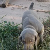 BLUE BOY/Ivanka, a female Weimaraner for sale in Las Vegas, NV – Photo 3 of 10