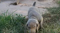 BLUE BOY/Ivanka, a female Weimaraner for sale in Las Vegas, NV – Photo 3 of 10