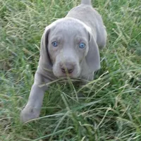 BLUE BOY/Ivanka, a female Weimaraner for sale in Las Vegas, NV – Photo 2 of 10