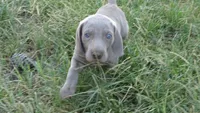 BLUE BOY/Ivanka, a female Weimaraner for sale in Las Vegas, NV – Photo 2 of 10