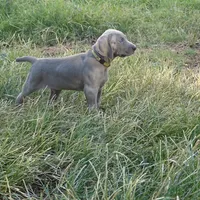 BLUE BOY/Ivanka, a female Weimaraner for sale in Las Vegas, NV – Photo 10 of 10