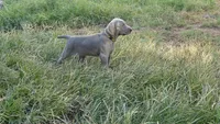 BLUE BOY/Ivanka, a female Weimaraner for sale in Las Vegas, NV – Photo 10 of 10
