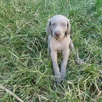 BLUE BOY/Ivanka, a female Weimaraner for sale in Las Vegas, NV – Photo 5 of 10