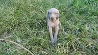 BLUE BOY/Ivanka, a female Weimaraner for sale in Las Vegas, NV – Photo 5 of 10