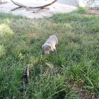 BLUE BOY/Ivanka, a female Weimaraner for sale in Las Vegas, NV – Photo 9 of 10