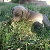 BLUE BOY/Ivanka, a female Weimaraner for sale in Las Vegas, NV – Photo 7 of 10
