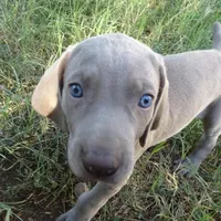 BLUE BOY/Ivanka, a female Weimaraner for sale in Las Vegas, NV – Photo 4 of 10