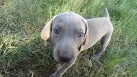 BLUE BOY/Ivanka, a female Weimaraner for sale in Las Vegas, NV – Photo 4 of 10