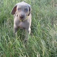 BLUE BOY/Ivanka, a female Weimaraner for sale in Las Vegas, NV – Photo 8 of 10