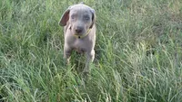 BLUE BOY/Ivanka, a female Weimaraner for sale in Las Vegas, NV – Photo 8 of 10