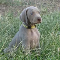 BLUE BOY/Ivanka, a female Weimaraner for sale in Las Vegas, NV – Photo 1 of 10
