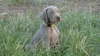 BLUE BOY/Ivanka, a female Weimaraner for sale in Las Vegas, NV – Photo 1 of 10
