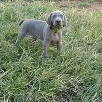 BLUE BOY/Ivanka, a female Weimaraner for sale in Las Vegas, NV – Photo 6 of 10