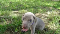 $500 SPECIAL DISCOUNT! PURPLE GIRL/Ivanka, a female Weimaraner for sale in Las Vegas, NV – 4 of 10