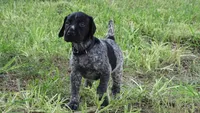 Black Boy/Dakota, a male German Shorthaired Pointer for sale in Las Vegas, NV – 3 of 10