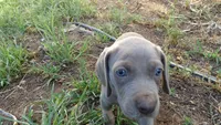PURPLE BOY/ELENA, a male Weimaraner for sale in Las Vegas, NV – 8 of 9