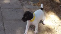 Yellow Girl/Sparta, a female German Shorthaired Pointer for sale in Las Vegas, NV – 6 of 10