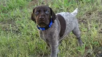 BLUE GIRL/DAKOTA.DOB:07/26/26, a male German Shorthaired Pointer for sale in Las Vegas, NV – 4 of 10