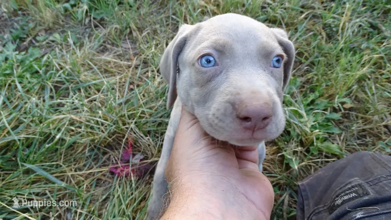 GREEN BOY/ELENA – Weimaraner puppy for sale in Las Vegas, NV