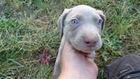 GREEN BOY/ELENA, a male Weimaraner for sale in Las Vegas, NV – 1 of 8