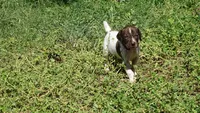 Purple Boy/Sparta, a male German Shorthaired Pointer for sale in Las Vegas, NV – 6 of 10