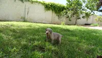 $500 SPECIAL DISCOUNT! YELLOW  BOY/Ivanka, a male Weimaraner for sale in Las Vegas, NV – 10 of 10