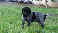 Black Boy/Dakota, a male German Shorthaired Pointer for sale in Las Vegas, NV – 7 of 10