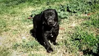 Pinky Girl/Cleopatra, a female German Shorthaired Pointer and Weimaraner for sale in Las Vegas, NV – 3 of 9