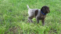 BLUE GIRL/DAKOTA.DOB:07/26/26, a male German Shorthaired Pointer for sale in Las Vegas, NV – 2 of 10
