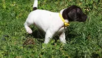 Yellow Girl/Sparta, a female German Shorthaired Pointer for sale in Las Vegas, NV – 3 of 10