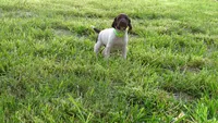 GREEN BOY/DAKOTA,DOB:07/26/26, a male German Shorthaired Pointer for sale in Las Vegas, NV – 10 of 10