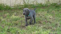 BLUE GIRL/Ivanka, a male Weimaraner for sale in Las Vegas, NV – 4 of 10