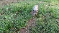 BLUE BOY/ELENA, a male Weimaraner for sale in Las Vegas, NV – 8 of 9