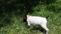 Orange Girl/Sparta, a female German Shorthaired Pointer for sale in Las Vegas, NV – 2 of 9