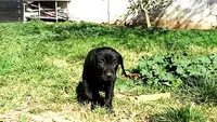 Orange Boy/Cleopatra, a male German Shorthaired Pointer and Weimaraner for sale in Las Vegas, NV – 7 of 10