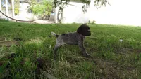 PINKY BOY/ DAKOTA,DOB: 07/26/26, a male German Shorthaired Pointer for sale in Las Vegas, NV – 8 of 10