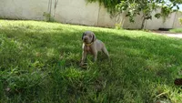 $500 SPECIAL DISCOUNT! YELLOW  BOY/Ivanka, a male Weimaraner for sale in Las Vegas, NV – 6 of 10