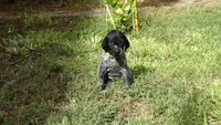 GREEN GIRL/DAKOTA,DOB: 07/26/26, a female German Shorthaired Pointer for sale in Las Vegas, NV – 9 of 10