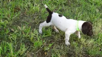 GREEN BOY/DAKOTA,DOB:07/26/26, a male German Shorthaired Pointer for sale in Las Vegas, NV – 8 of 10