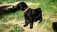 Orange Boy/Cleopatra, a male German Shorthaired Pointer and Weimaraner for sale in Las Vegas, NV – 3 of 10