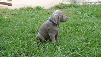 BLUE GIRL/LUNA, a female German Shorthaired Pointer for sale in Las Vegas, NV – Photo 5 of 10