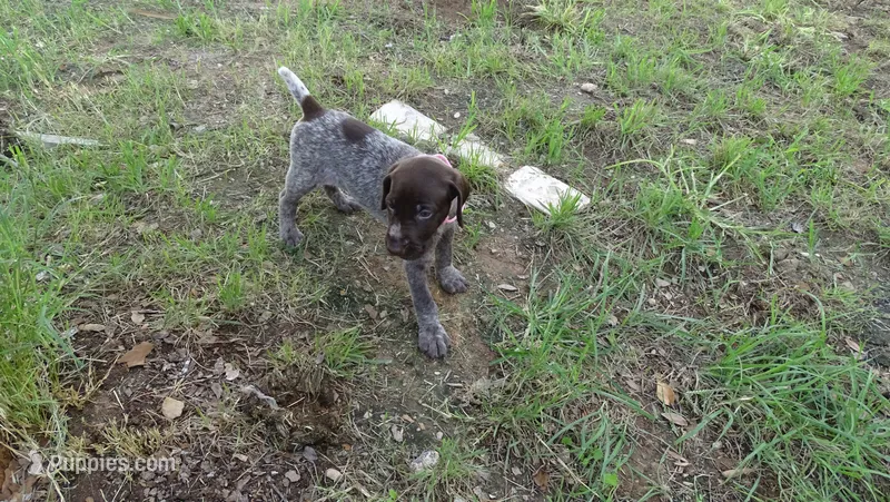 PINKY BOY/ DAKOTA,DOB: 07/26/26 – German Shorthaired Pointer puppy for sale in Las Vegas, NV
